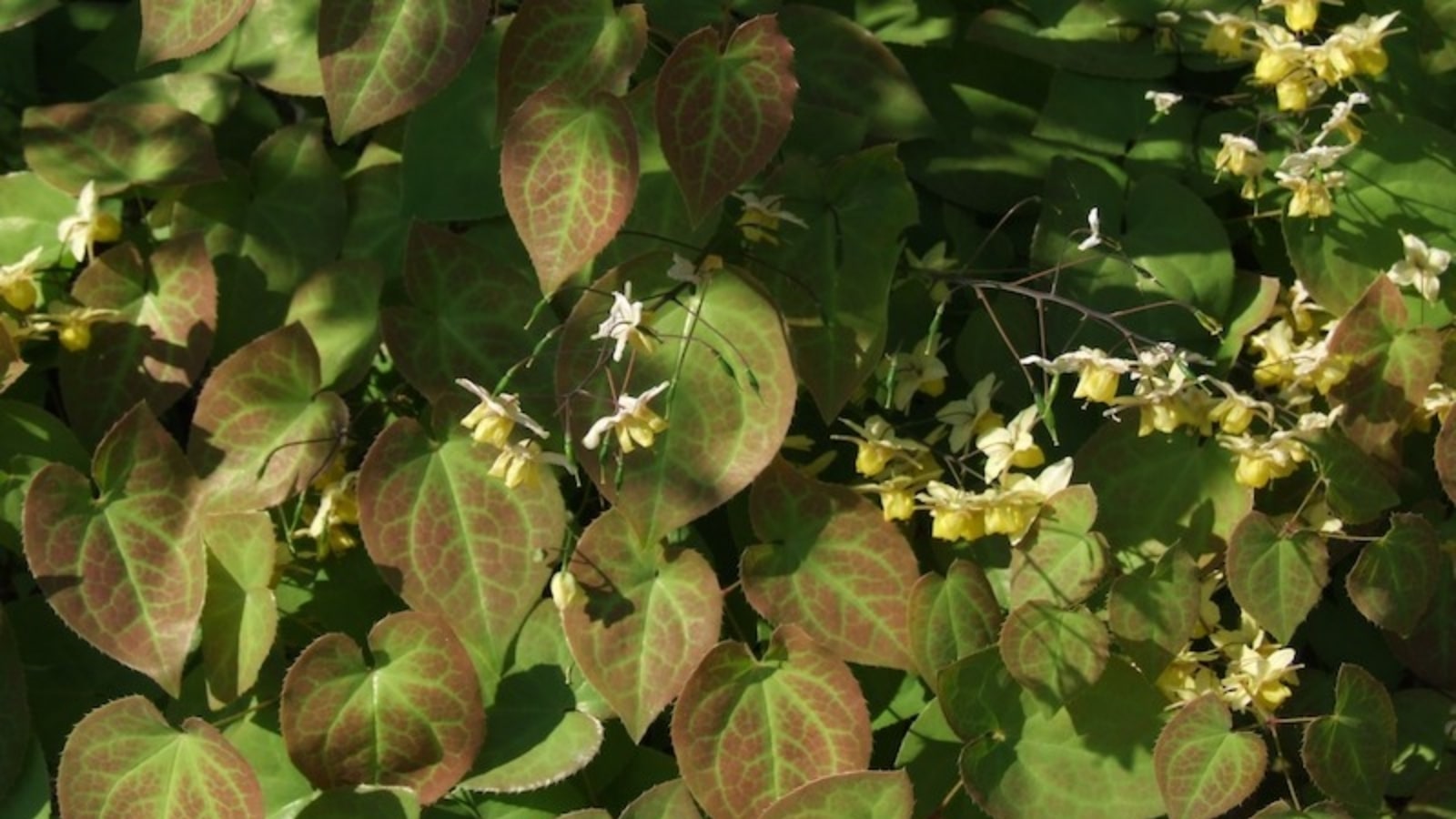 Thuốc nam chữa vô sinh