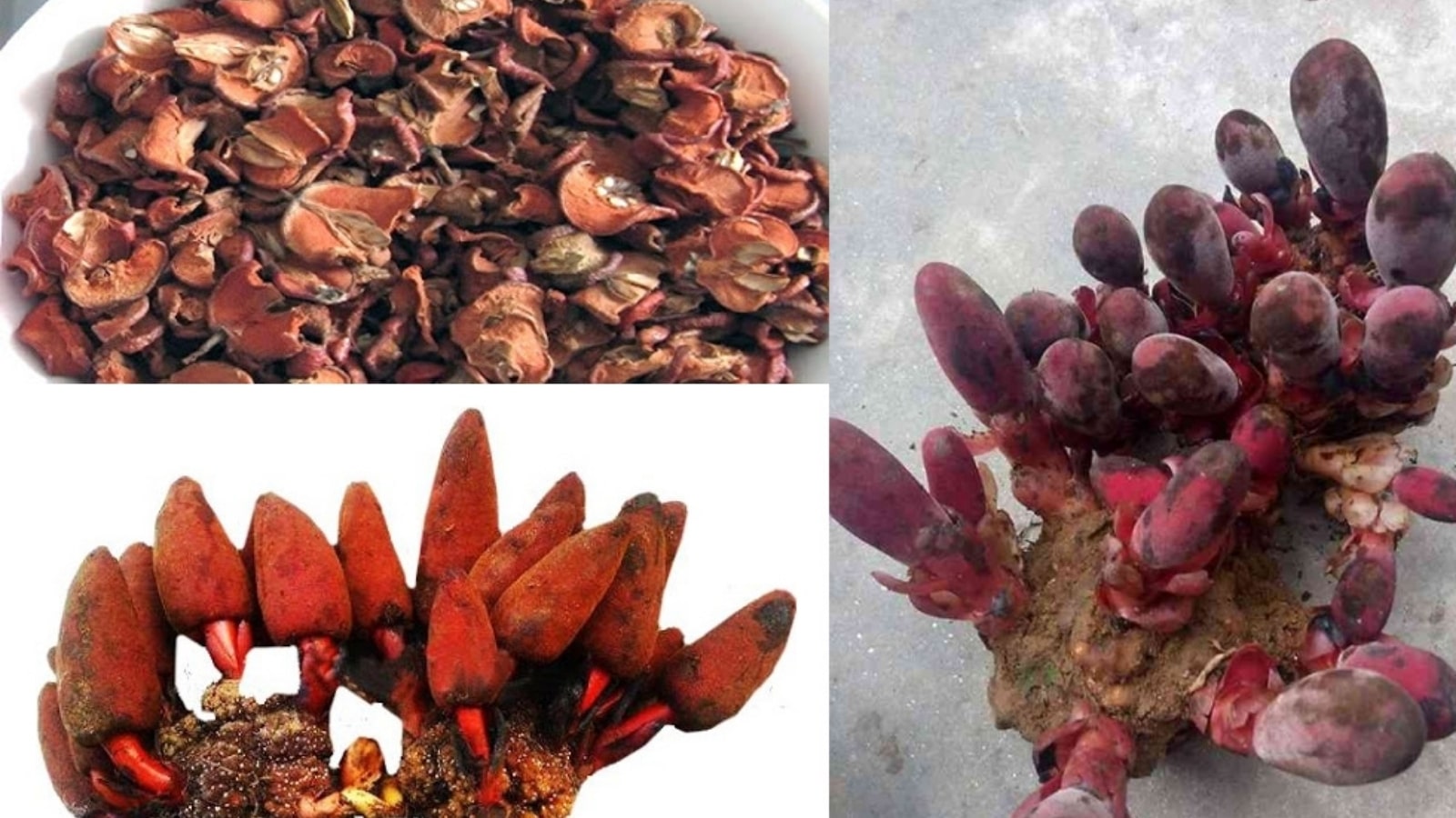 Thuốc nam chữa vô sinh