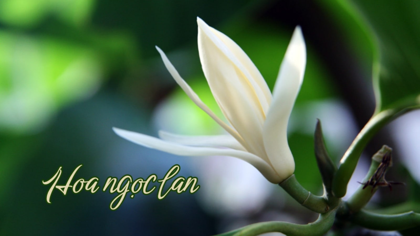 Thuốc nam chữa vô sinh